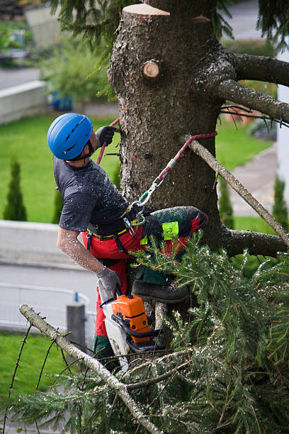 Best Tree Mulching  in Portage, IN