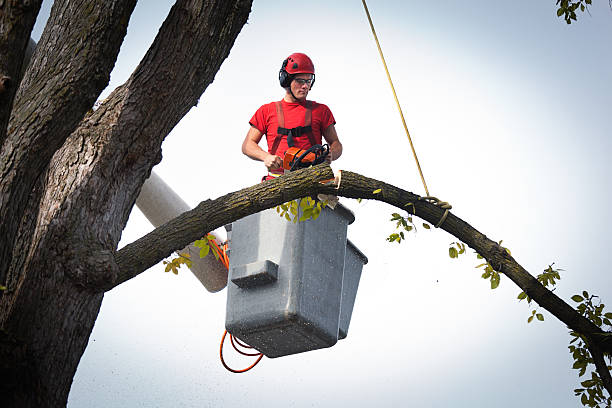 Best Tree Cabling and Bracing  in Portage, IN