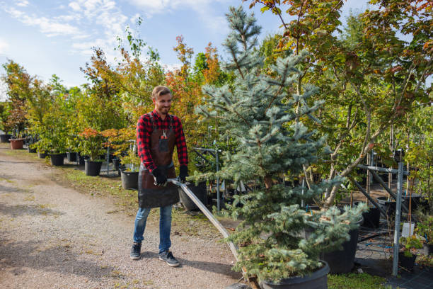 How Our Tree Care Process Works  in  Portage, IN